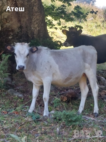 крави юници телета, снимка 2 - Крави - 51529893
