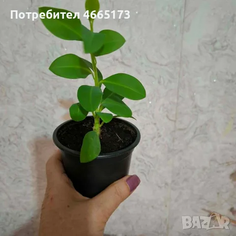 Еуфорбия/Христов венец Цвете, снимка 7 - Стайни растения - 54742956