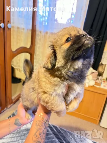 Пекинез на 2 месеца, снимка 11 - Пекинез - 56129085