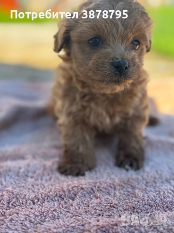 Малки коледни изкушения, снимка 3 - Други - 52660177