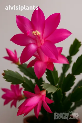 Коледниче, шлумбергера, с розови цветове 