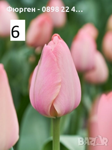 Луковици на лалета, снимка 11 - Разсади - 51436409