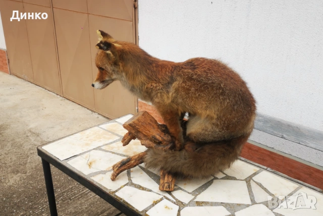 Препариран лисугер 