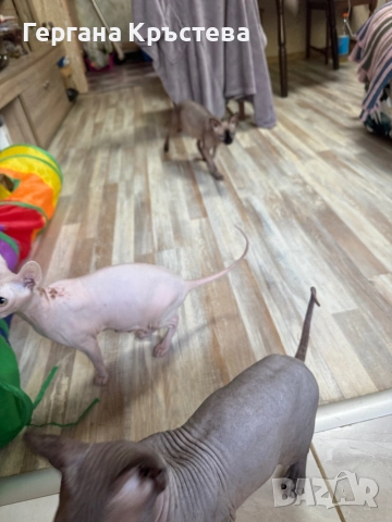 Канадски Сфинкс 