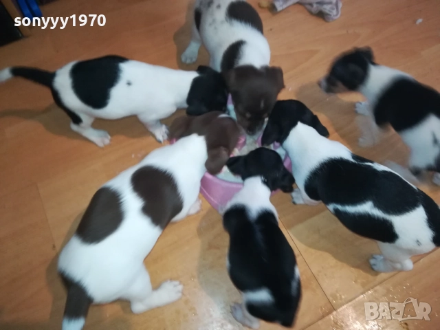 ДЖАК РЪСЕЛ-250ЛВ ЗА КУЧЕНЦЕ 1909250859