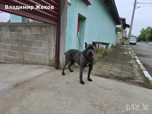 Кане корсо, снимка 3 - Търси партньор - 48658325