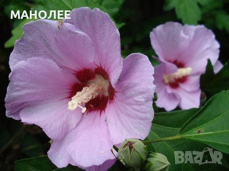 🪷🌼💐🪻Дървовидна ружа🌼🪻💐, снимка 3 - Градински цветя и растения - 53078858