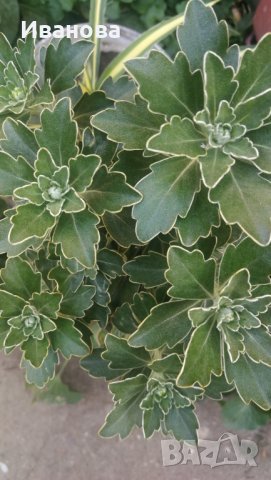 Аяния, снимка 4 - Градински цветя и растения - 30225837