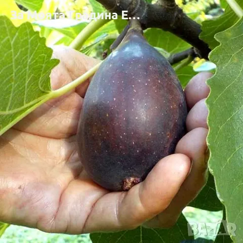 Смокиня Блек мишън, снимка 2 - Градински цветя и растения - 49766647