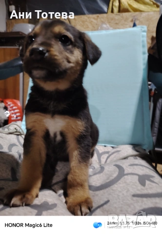 Подарявам, снимка 3 - Немска овчарка - 53217219