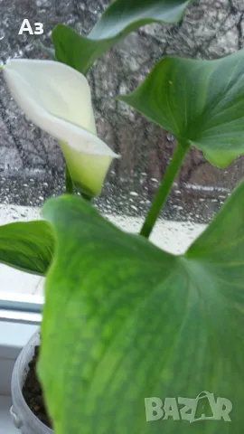Продавам цветя Кала, снимка 10 - Стайни растения - 48203680