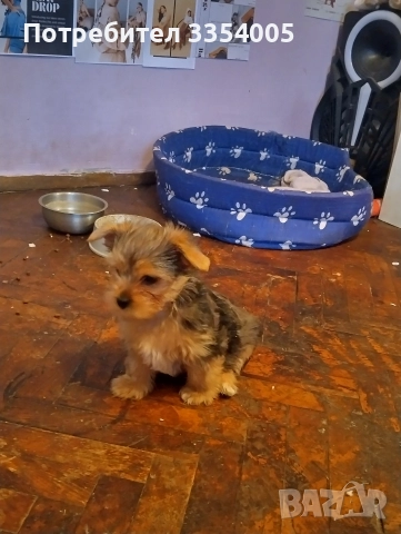 Мъжко йорки цена за Днес , снимка 2 - Йоркширски териер - 52796635