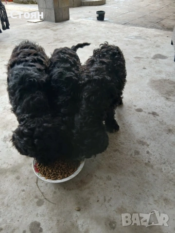 Кавапу, снимка 3 - Пудели - 52988583