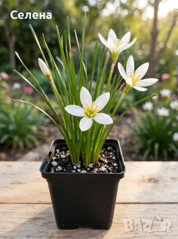 Бял зефирантес (Zephyranthes candida) - Дъждовна лилия