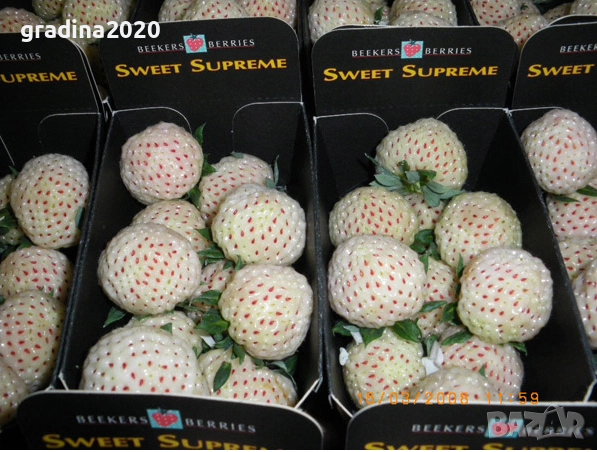 Бяла ягода - ананасова , снимка 17 - Стайни растения - 27205117