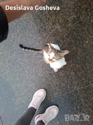 Търсим дом,  на мама Котана и бебе Топчо , снимка 5 - Други - 52941806