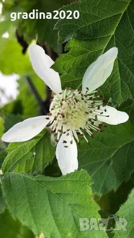 Малина Сорт Туламен - Rubus Tulameen, снимка 3 - Разсади - 42294111