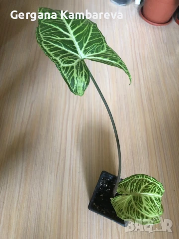 Syngonium Batik , снимка 4 - Стайни растения - 50507401