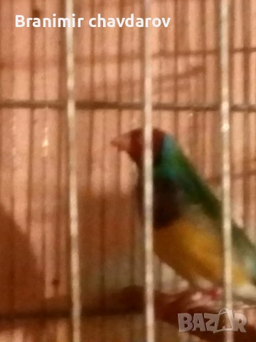 Продавам трастикови  белолики гулдови амадини, снимка 6 - Амадини - 50845325