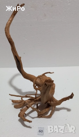 Корен от Азалия /декорация/ 60, снимка 2 - Други - 54102330