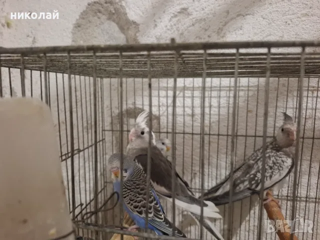 Продавам млади вълнисти папагали  и две млади корели, снимка 8 - Папагали - 54910450