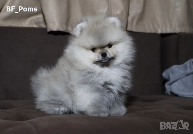 Страхотно момченце померан с родословие FCI, снимка 3 - Померан - 52918943