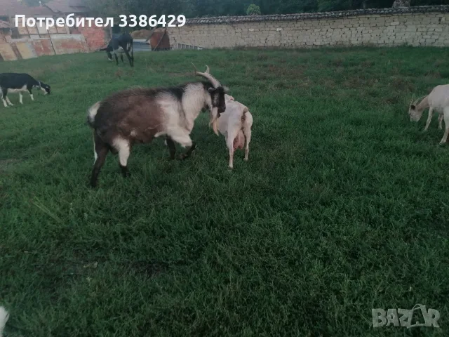 Кози с ярета и пръчове , снимка 4 - Кози - 56037005
