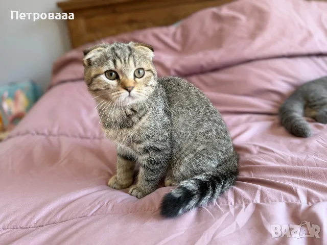 Шотландски котета , снимка 5 - Британска късокосместа - 56309300