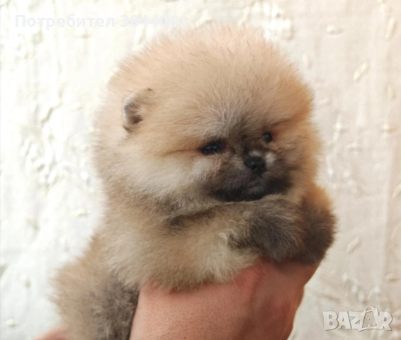 Мини померанчета 