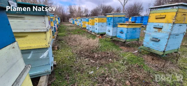 Пчелни семейства, снимка 1 - За пчели - 49045326