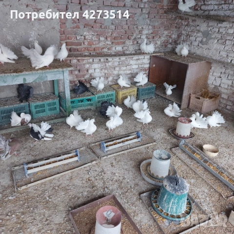 Продавам гълъби финерлии - бели и пъстри, снимка 3 - Гълъби - 53299830