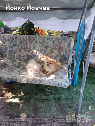 Немски шпиц  