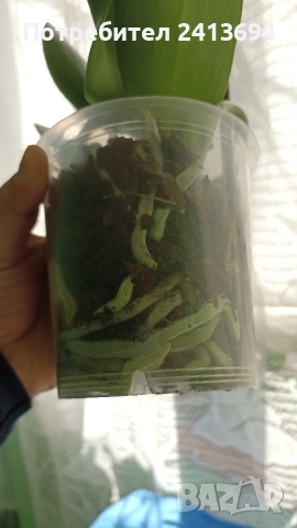 Phal.Rainbow орхидея фаленоосис Дъга, снимка 5 - Стайни растения - 52824365