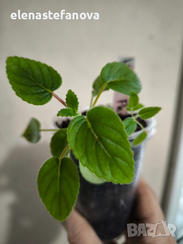 Комплект от три сортови синингии, снимка 5 - Стайни растения - 54084323