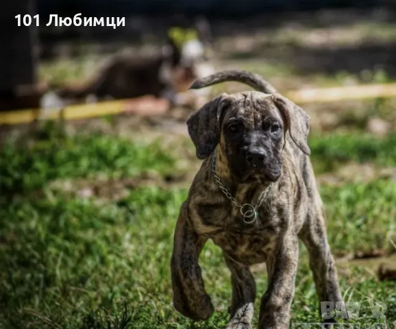 Булмастиф , снимка 4 - Други - 47454876