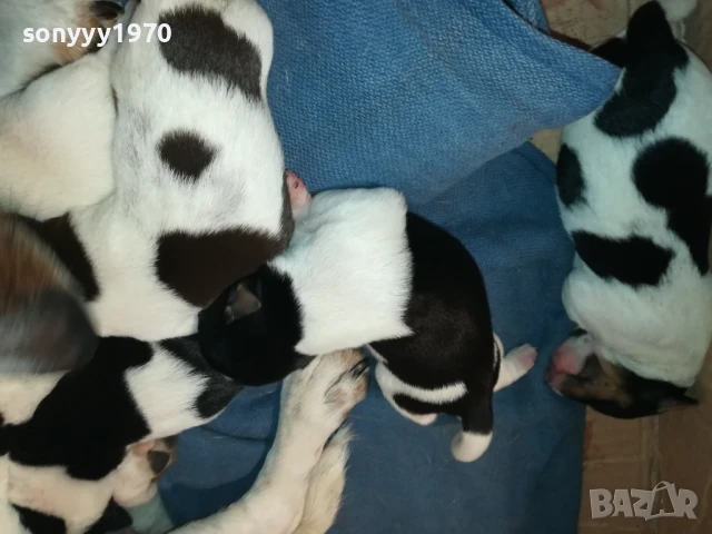 ДЖАК РЪСЕЛ-БЕБЕТА ПО 250ЛВ 1508251800, снимка 6 - Джак ръсел териер - 51378172