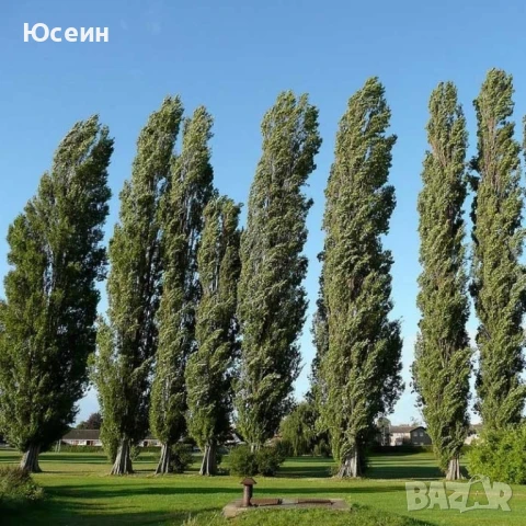 Фиданки от топола , снимка 6 - Градински цветя и растения - 51343080