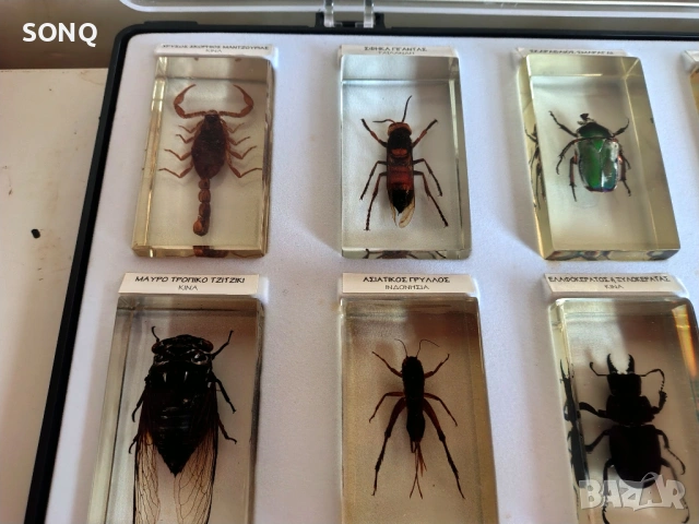Страхотна Колекция Хербарий От Буболечки,Насекоми, снимка 2 - Колекции - 53137155