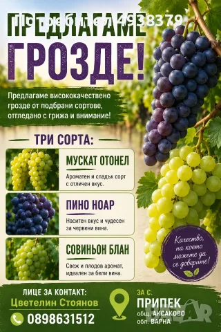🍇 ПРОДАВАМ ГРОЗДЕ – БЕРИТБА СЛЕД 5-ТИ СЕПТЕМВРИ 