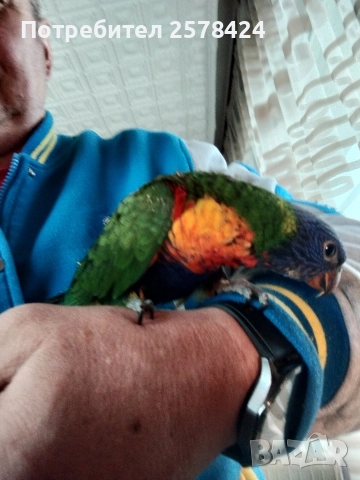 Продавам ръчно хранено многоцветно Лори, снимка 3 - Папагали - 52615209