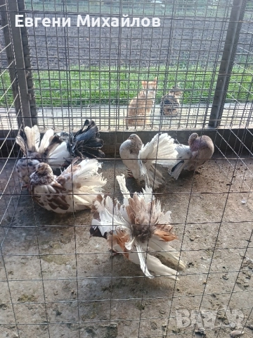 Фенерлии , снимка 3 - Гълъби - 52369192
