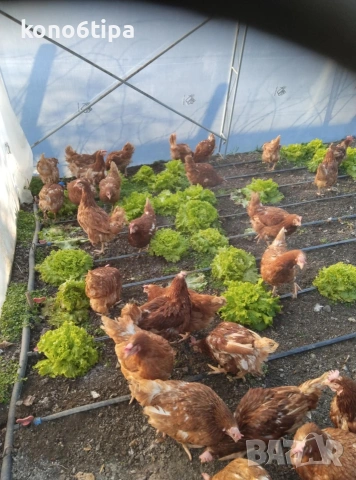 кокошки носачки