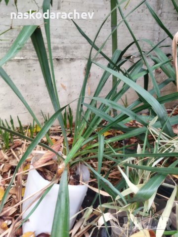 Вкоренени растения студоустойчива Юка на 1-3 год., снимка 8 - Градински цветя и растения - 38750889