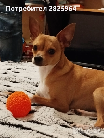 Сърнист пинчер на 1г. - мъжки, кастриран, снимка 4 - Пинчер - 52858061