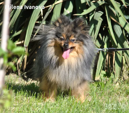 Померан мерле с родословие , снимка 8 - Померан - 50173884