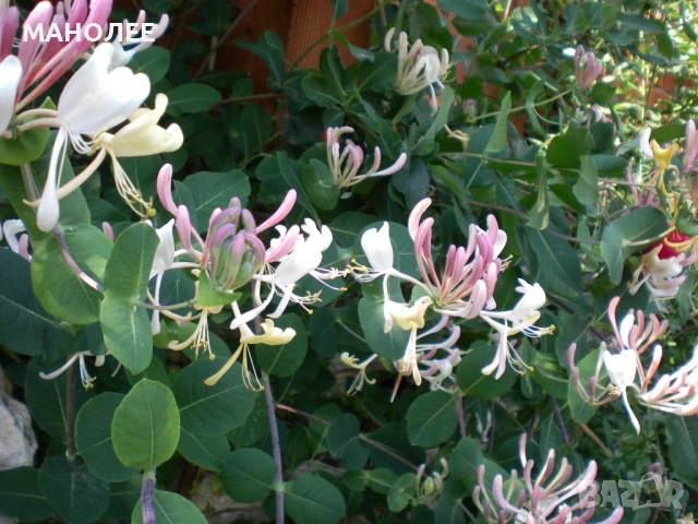 Лоницера  "Американа"