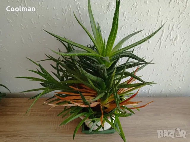 Сукуленти Алое, снимка 7 - Стайни растения - 49410213