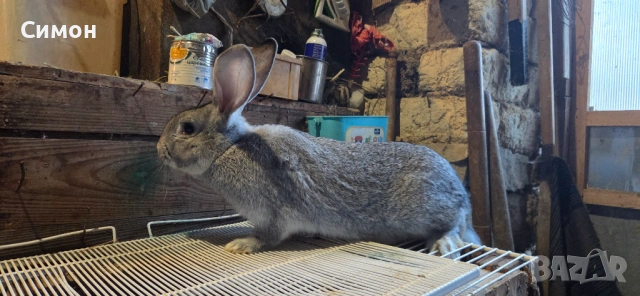 Зайци чинчила, снимка 3 - Други животни - 54359180