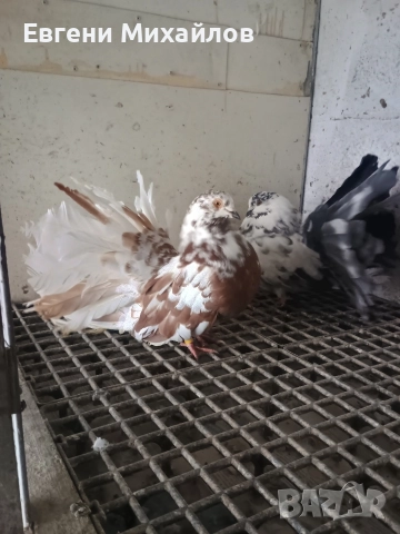 Фенерлии , снимка 4 - Гълъби - 52901917