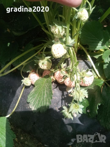 Бяла ягода - ананасова , снимка 15 - Стайни растения - 27205117